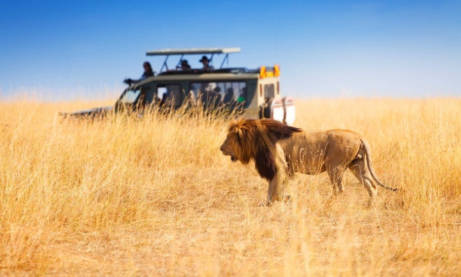How to Plan an Awe-Inspiring African Safari