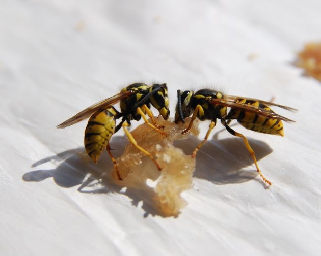 7 Tips For Dealing With Wasps If They’re Doing Your Head In